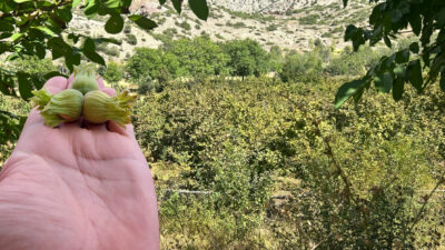 Erzincan tarımsal üretim çeşitliliğini artırmaya devam ediyor. Bölgede genellikle hobi