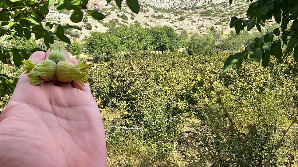 Erzincan tarımsal üretim çeşitliliğini artırmaya devam ediyor. Bölgede genellikle hobi