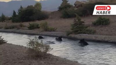 Erzincan’ın Karatuş Köyü’nde sulama kanalına düşen domuz sürüsünden 10’u köy