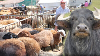 Türkiye’de hayvancılık sektöründe koyun ve keçi sayıları artarken, manda varlığı