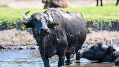 Büyükbaş hayvancılık istikrarlı artış gösterirken, küçükbaşta rekor seviyeler kaydedildi; manda