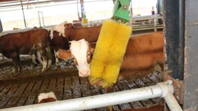 Erzincan’da hayvancılık modern yöntemlerle büyümeye devam ediyor. Ganiefendi Çiftliği Köyü’nde