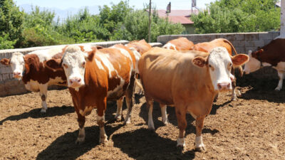 Tarım ve Orman Bakanı İbrahim Yumaklı, Türkiye İstatistik Kurumu’nun (TÜİK)