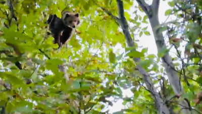 Erzincan’ın Karatuş köyünde köpeklerden kaçan bir ayı yavrusu ağaca tırmanarak