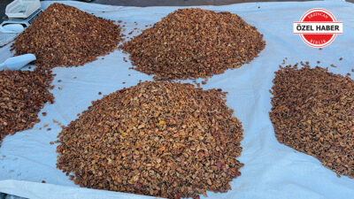 Kış hazırlıklarını sürdüren vatandaşlar, pazarlarda kuru kayısı fiyatlarını öğrenince adeta