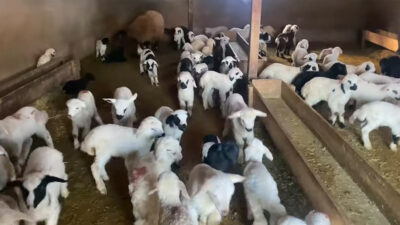 Kuzu ve oğlak başına verilen destek miktarı yüzde 50 artırılarak