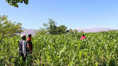 Erzincan’da silajlık mısır ekimi yaygınlaşıyor. Büyükbaş hayvancılığın kaba yem ihtiyacını