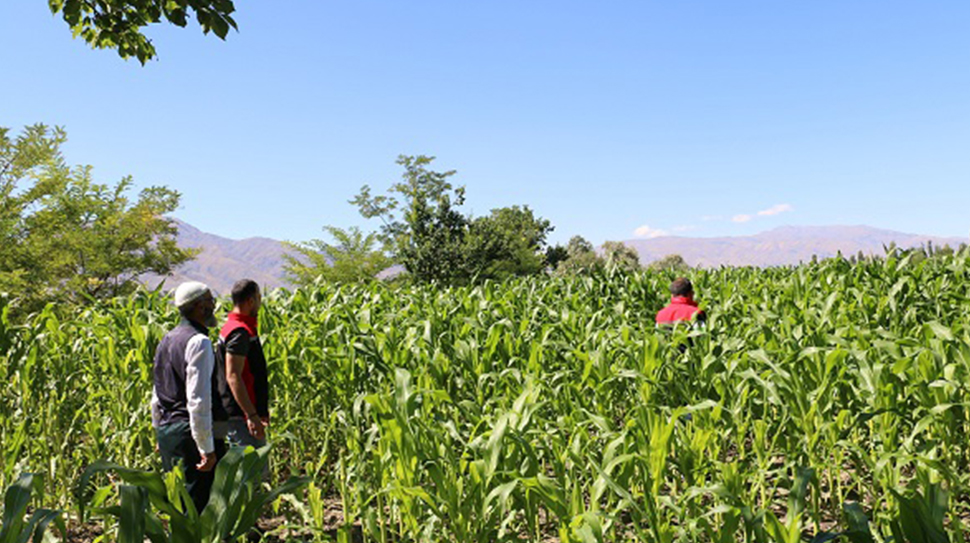 Erzincan’da silajlık mısır ekimi yaygınlaşıyor. Büyükbaş hayvancılığın kaba yem ihtiyacını