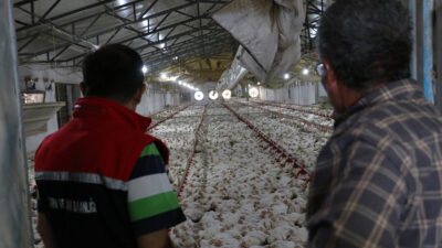 Üzümlü ilçesinde faaliyet gösteren 20 bin başlık broiler işletmesi ziyaret