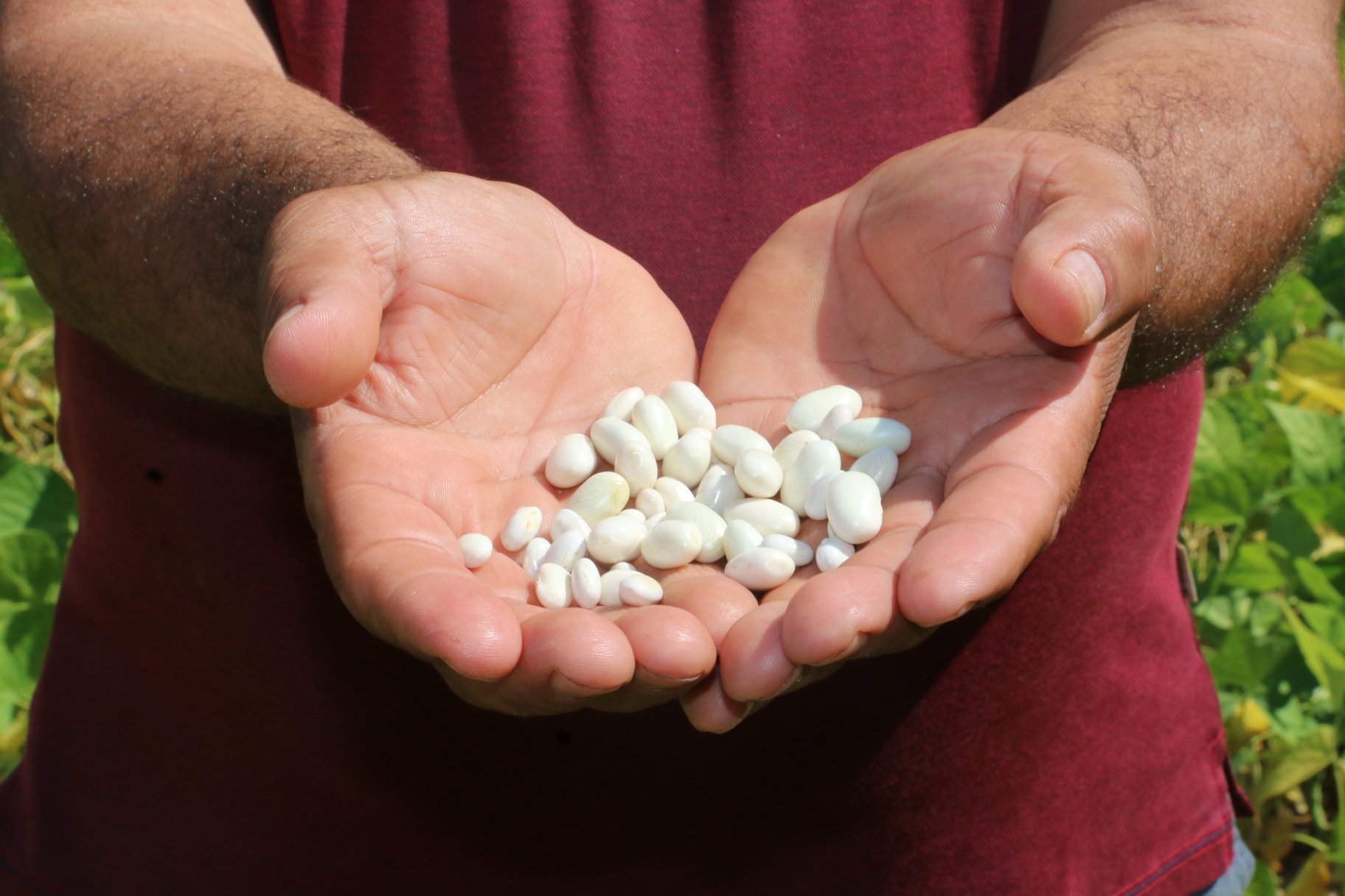 Tarım ve Orman Bakanı İbrahim Yumaklı, Bitlis’te katıldığı kuru fasulye