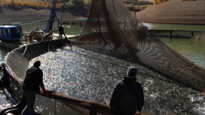 Tercan Baraj Gölü üzerinde faaliyet gösteren 7 su ürünleri işletmelerinden