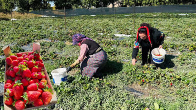 Erzincan’ın Üzümlü ilçesinde çilek üreticileri, “kırmızı altın” olarak nitelendirdikleri çileği