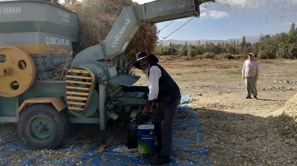 Erzincan’da Kuru Fasulye Hasadı Sürüyor; Üretici Verimden Şikâyetçi Erzincan’ın meşhur dermason kuru fasulyesinde hasat devam ederken, üreticiler bu