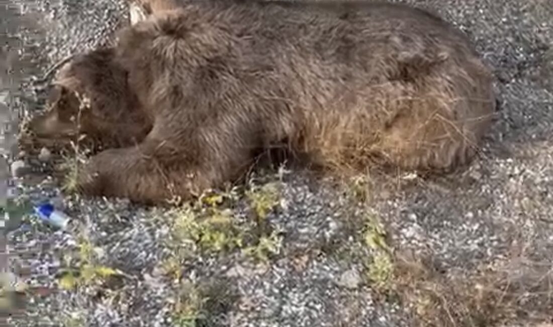Erzincan’da Yol Kenarında Ölü Ayı Bulundu Erzincan-Sivas karayolu üzerinde yol kenarında ölü bir ayı bulundu. Sürücüler,