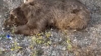 Erzincan-Sivas karayolu üzerinde yol kenarında ölü bir ayı bulundu. Sürücüler,