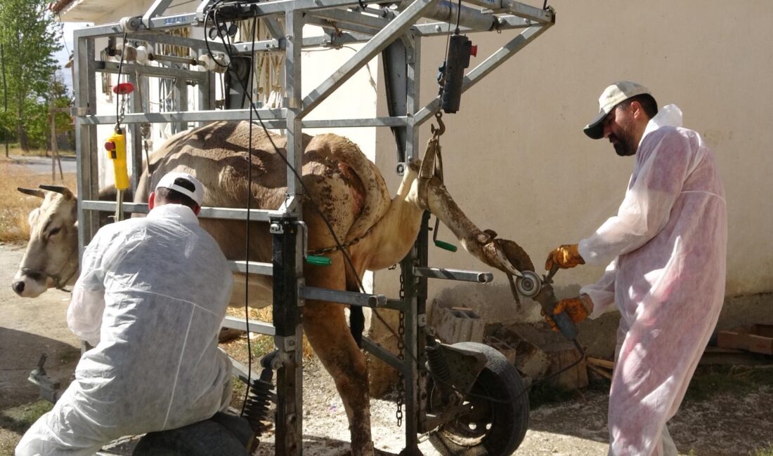 DSYB’den Yerinde Tırnak Bakımı Hizmeti Erzincan Damızlık Sığır Yetiştiricileri Birliği, üyelerinin hayvan sağlığını korumak ve