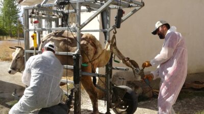 Erzincan Damızlık Sığır Yetiştiricileri Birliği, üyelerinin hayvan sağlığını korumak ve