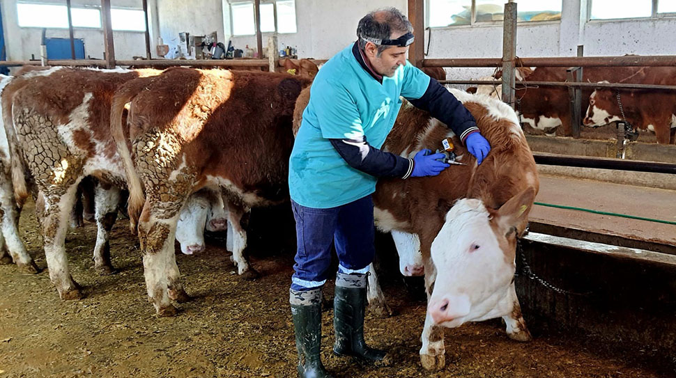 Refahiye’de yaşanan şap hastalığı ile ilgili olarak Erzincan Tarım ve