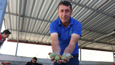 Erzincan’ın Kemah ilçesine bağlı 1398 rakımlı Özdamar Köyü, Türkiye’nin ceviz