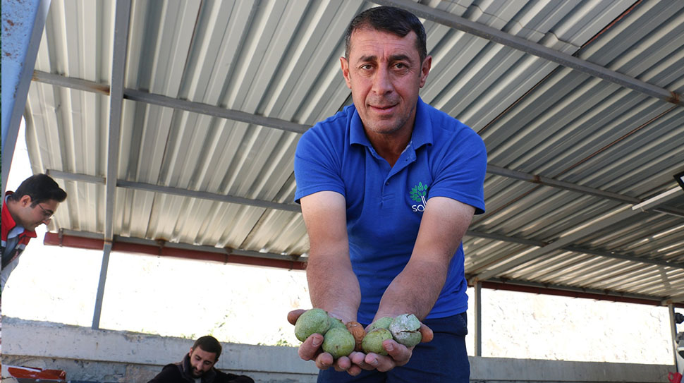 Erzincan’ın Kemah ilçesine bağlı 1398 rakımlı Özdamar Köyü, Türkiye’nin ceviz