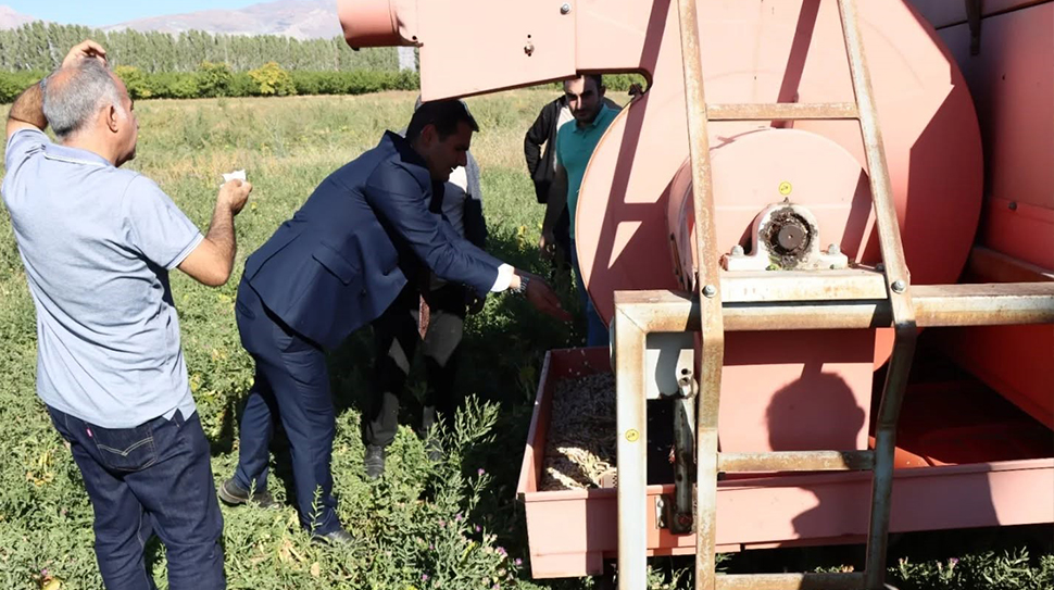 Erzincan Bahçe Kültürleri Enstitüsü’nde kurufasulye hasadı başladı. Verimli geçen 2025