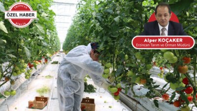 Doğal iklim avantajlarıyla dikkat çeken Erzincan’da seracılık faaliyetleri son yıllarda