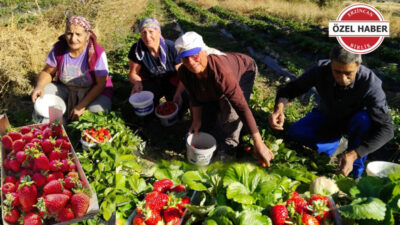 Erzincan’da Ekim ayına girilmesine rağmen çilek tarlalarında hummalı bir hasat