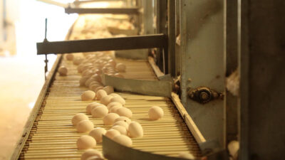 Erzincan’da 10 işletmeye ait 24 kümeste toplam 640 bin kapasiteyle