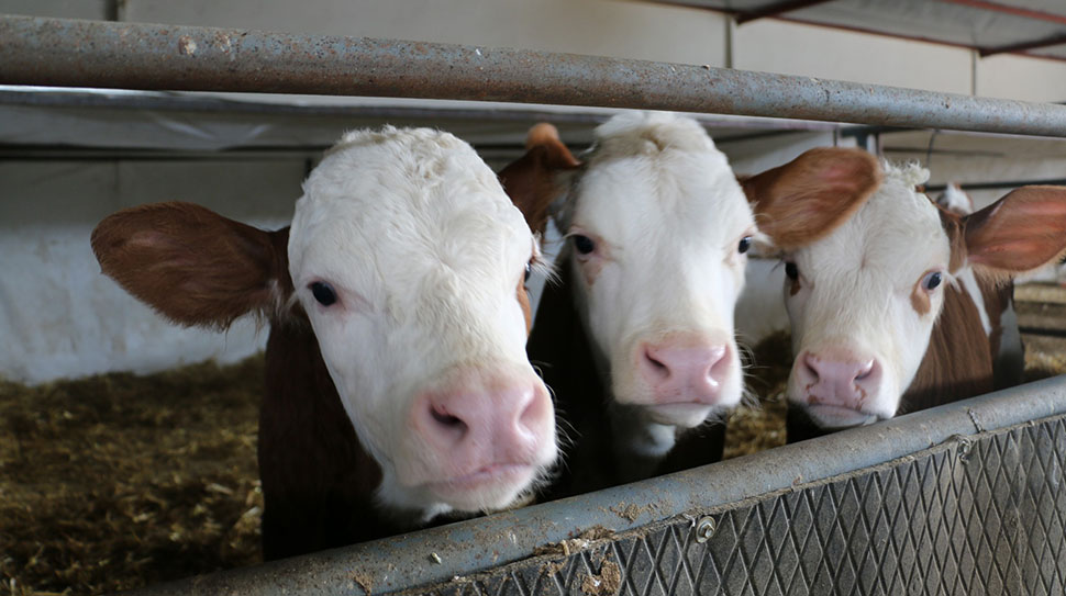 Erzincan’da hayvancılık sektörünü güçlendirmeyi amaçlayan Tarıma Dayalı İhtisas Besi OSB’nin
