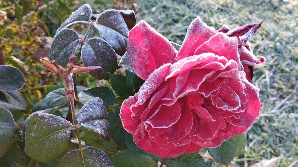 Çiçekler Buz Tuttu; Erzincan’da Gece Donları Başladı Erzincan’da mevsim normallerinin