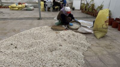 Erzincan’da yetiştirilen ve lezzetiyle öne çıkan Işıl 24 ile Erzincan