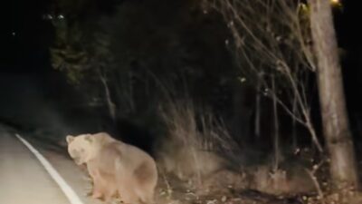 Erzincan’da havaların soğumasıyla birlikte yiyecek arayışına çıkan yaban hayvanlarının yerleşim