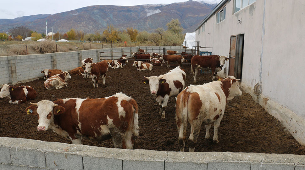 Erzincan Tarım ve Orman İl Müdürü Alper Koçaker, hayvancılık işletmelerine