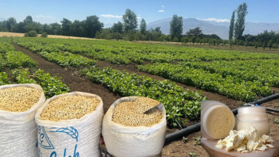 Erzincan Valiliği ve Migros arasında imzalanan protokol kapsamında kentin fasulye,