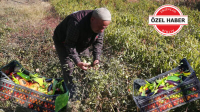Erzincan’da mayıs ayı itibariyle ekimi yapılan yerli sebzenin hasadında sona