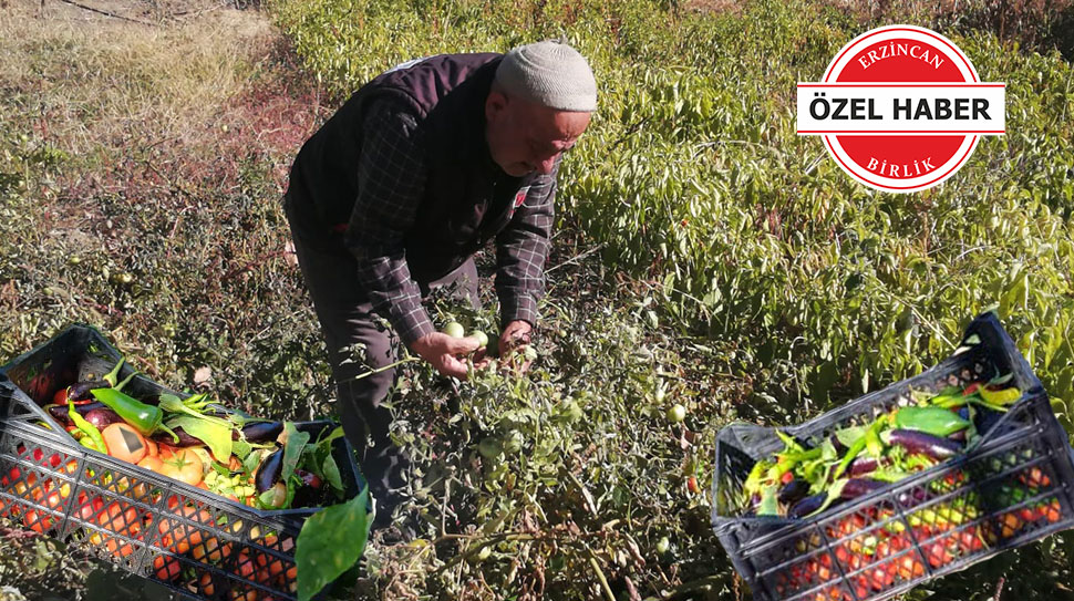Erzincan’da mayıs ayı itibariyle ekimi yapılan yerli sebzenin hasadında sona