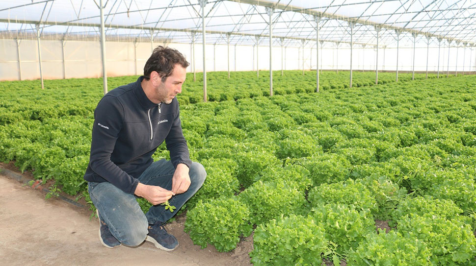 Erzincan’da kış mevsiminin başlamasıyla birlikte seralarda yoğun bir üretim dönemi