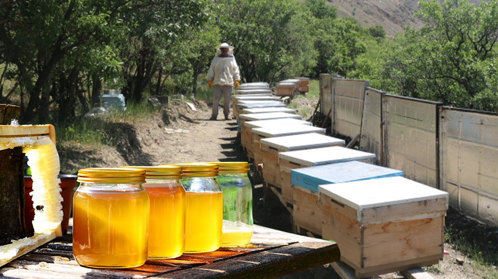 Tercan’ın yüksek yaylalarında üretilen “Tercan Balı”, TÜRKPATENT tarafından coğrafi işaretle