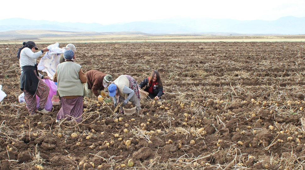 Tercan ilçesinde yaklaşık 1.500 dekar alanda ekimi yapılan kışlık patateslerde
