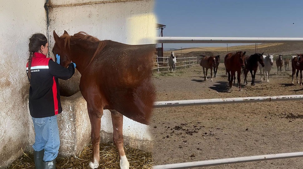 Erzincan’ın önemli hayvancılık merkezlerinden biri olan Tercan ilçesinde, Tarım ve