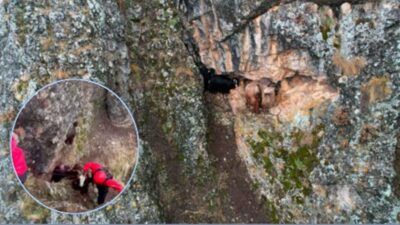 Erzincan’ın Kalecik köyünde kayalık alanda mahsur kalan 10 keçi, Jandarma