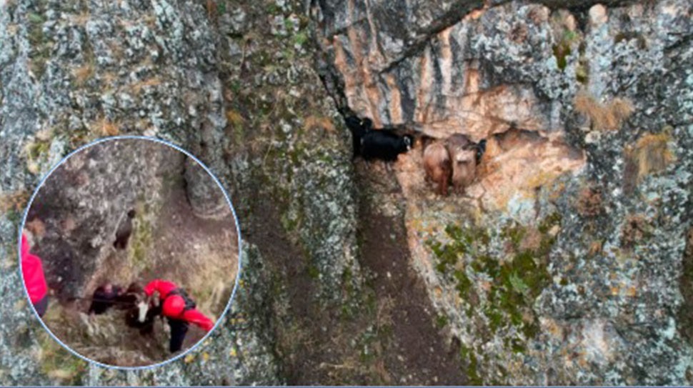 Erzincan’ın Kalecik köyünde kayalık alanda mahsur kalan 10 keçi, Jandarma