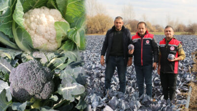 Erzincan, sahip olduğu mikroklima özellikleri ve verimli toprakları sayesinde kış