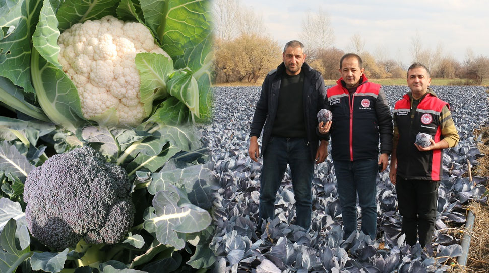 Erzincan, sahip olduğu mikroklima özellikleri ve verimli toprakları sayesinde kış