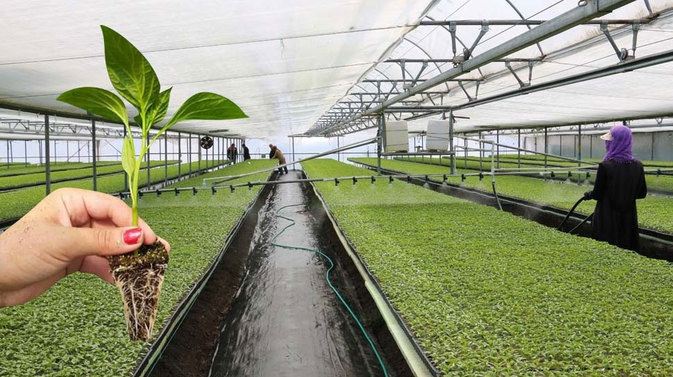 Rekabet Kurulu, sebze fidesi sektöründe faaliyet gösteren 18 dev şirket