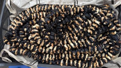 Türk Patent ve Marka Kurumu tarafından coğrafi işaretle tescillenen ve