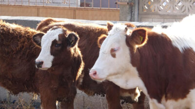 Erzincan Damızlık Sığır Yetiştiricileri Birliği (DSYB), kırsaldaki üyelerine yönelik saha