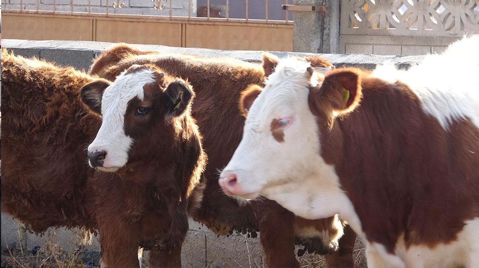 Erzincan Damızlık Sığır Yetiştiricileri Birliği (DSYB), kırsaldaki üyelerine yönelik saha