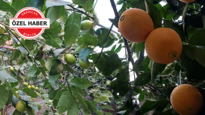 Erzincan’da limon ve portakal yetişmez” diyenlere inat, kentin yoğun kış
