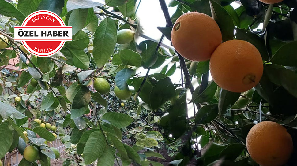 Erzincan’da limon ve portakal yetişmez” diyenlere inat, kentin yoğun kış